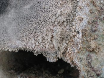 26. Close-up of ash(?)