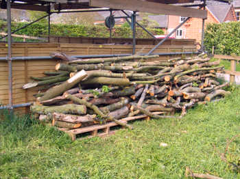 11. Cordwood at the back of the shelter.