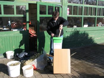 3. Shredding the hay using a garden shredder.