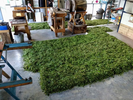 Chopped hay laid out to dry