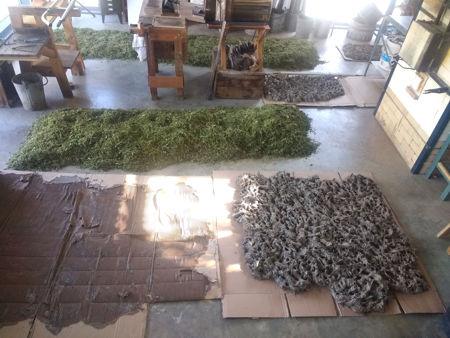 Chopped hay and daub laid out to dry