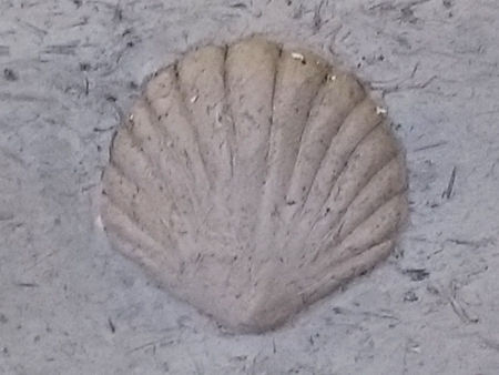 The Shell