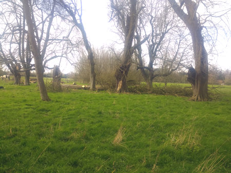 Chestnut trees on the farm