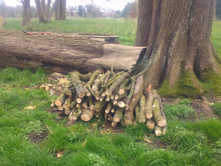 Three-foot lengths of Chestnut