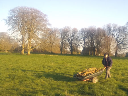 Transporting the cut Chestnut