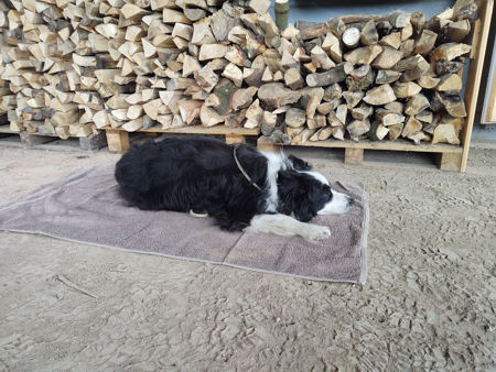 Phoebe guarding the logs!