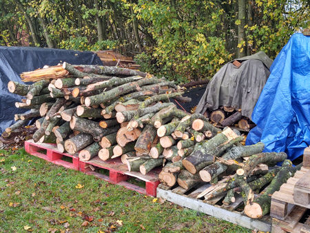 The first trailerload of Beech and Ash