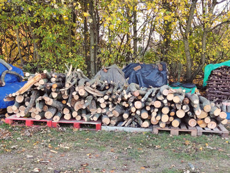 Two trailerloads of Beech and Ash