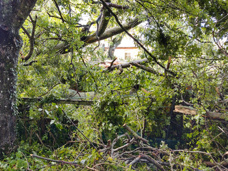 Some of the tree damage in the mid-November tornado