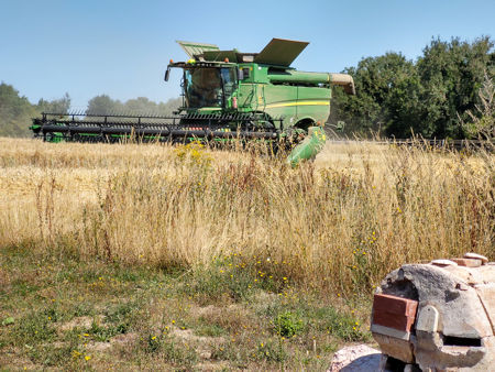 Harvesting wheat