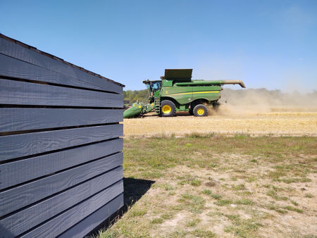 Harvesting wheat