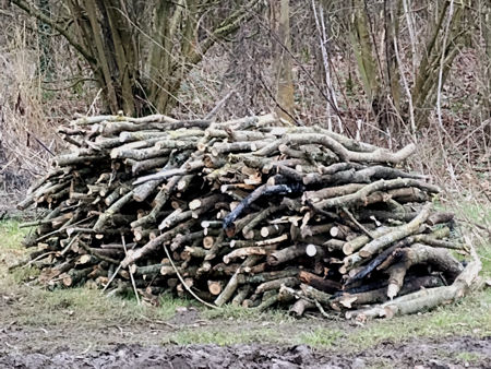 Some of the wood rescued from the bonfire