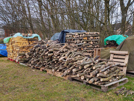 Opepe, plus Ash and Beech from the November 2021 storms, with Chestnut behind